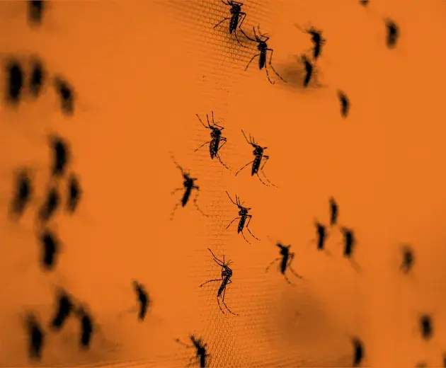 Aedes Agypti