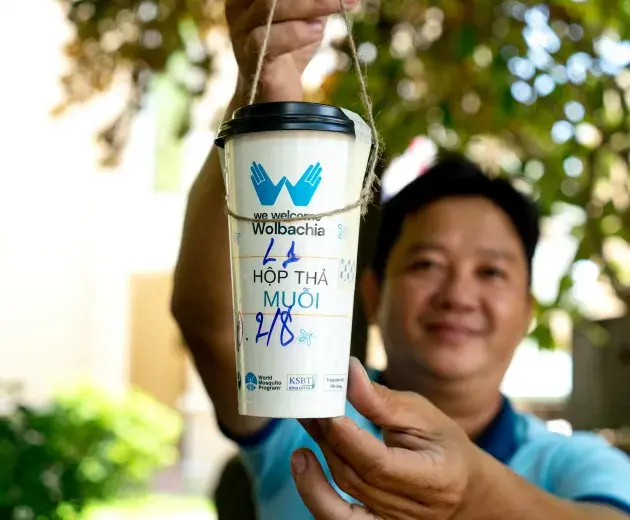 Liberar Wolbachia mosquitos