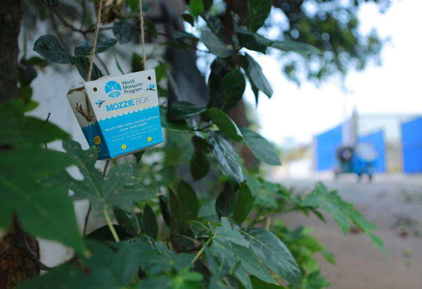 Uma caixa de mozzie pendurada em uma árvore em Colombo, Sri Lanka