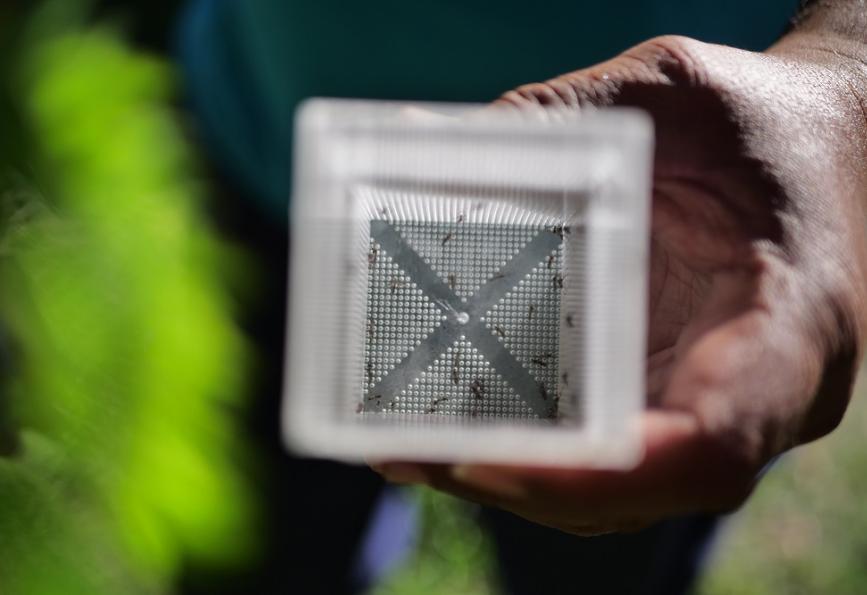 Mosquitos Aedes aegypti