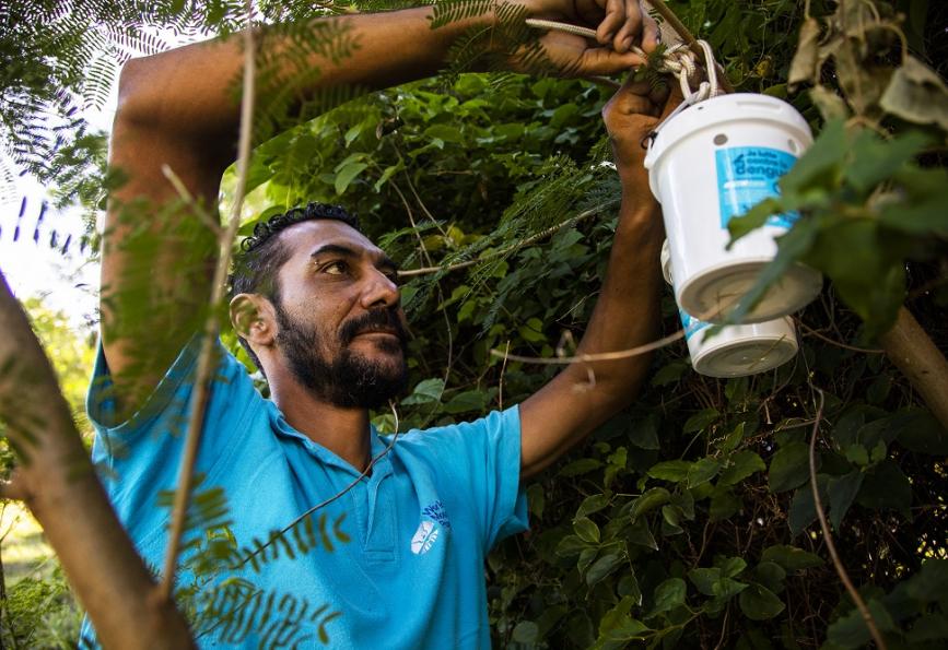 Um membro da equipe do World Mosquito Program pendura um Dispositivo de Liberação de Ovos em uma árvore na Nova Caledônia