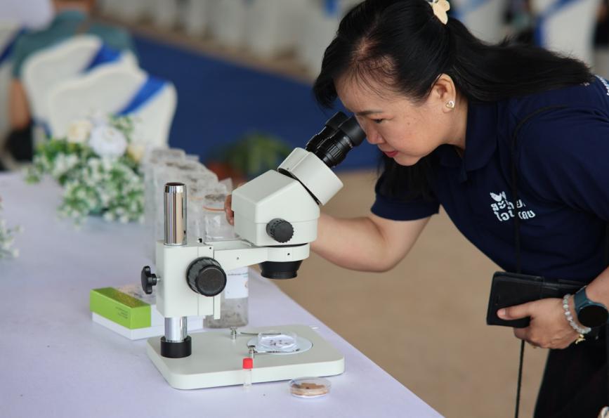 Um voluntário d World Mosquito Program , observando através de um microscópio os mosquitos d Wolbachia  
