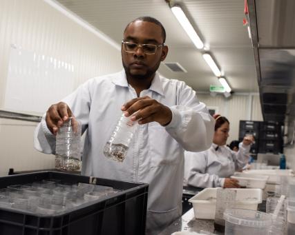 Cali no laboratório